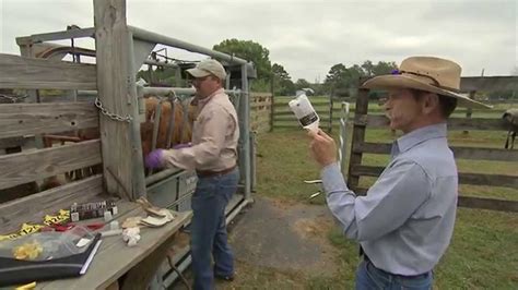 john's testing for cattle